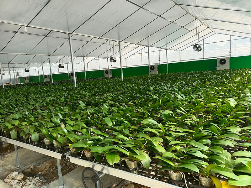 Constant Temp Greenhouse in Guangdong 1