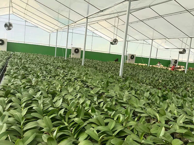 Constant Temp Greenhouse in Guangdong 3